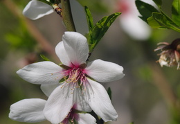 almond blossoms